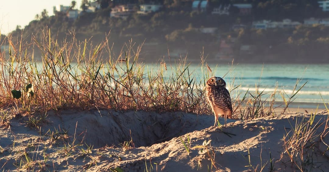 Sowa symbol szczęścia, mitologia i znaczenie w kulturze