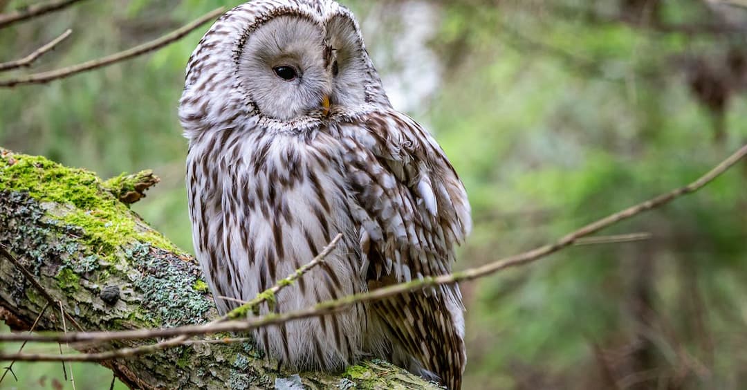 Sowa - symbol mądrości, tajemniczości i intuicji. Jakie ma znaczenie w kulturze i religii?